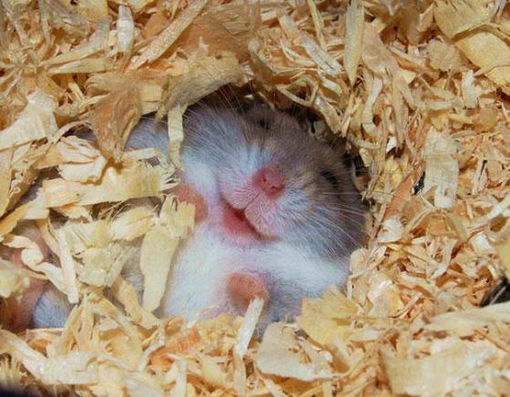 幸せそうに笑いすぎ！ニッコリ笑顔の動物たちの写真