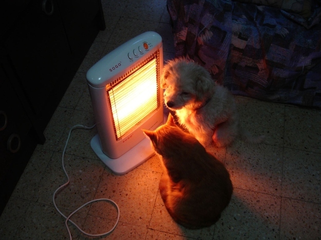 犬と猫が仲良しの可愛い写真