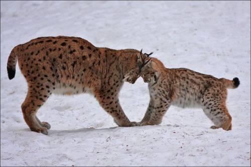 かわいい動物の画像