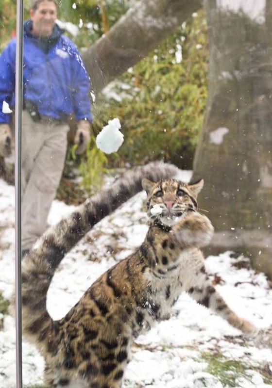 雪と戯れるヒョウの写真