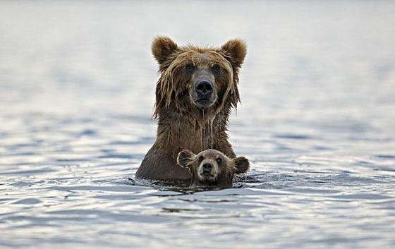 癒される動物の親子写真