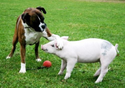 仲良しの動物カップルたちが可愛すぎる写真