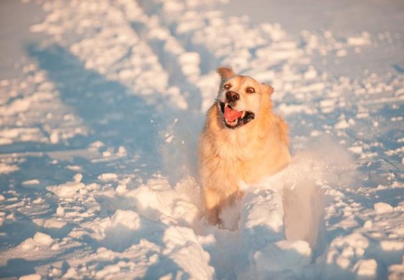 寒さも平気だよ！雪で遊ぶ可愛い動物たちの画像