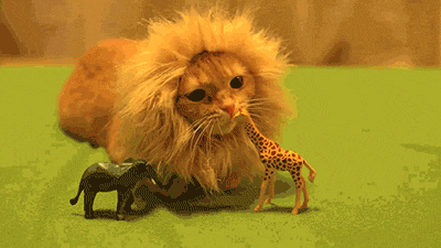 マジで可愛すぎる癒される猫の画像
