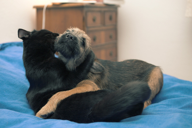 犬と猫が仲良しの可愛い写真