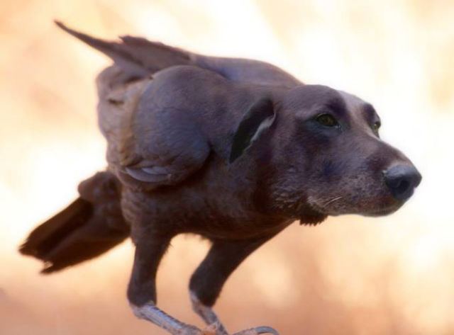 犬と鳥を混ぜるとコレジャナイ感が半端ないことが判明した写真