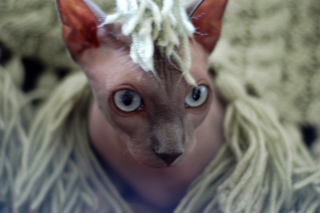 毛のない猫も結構可愛い写真