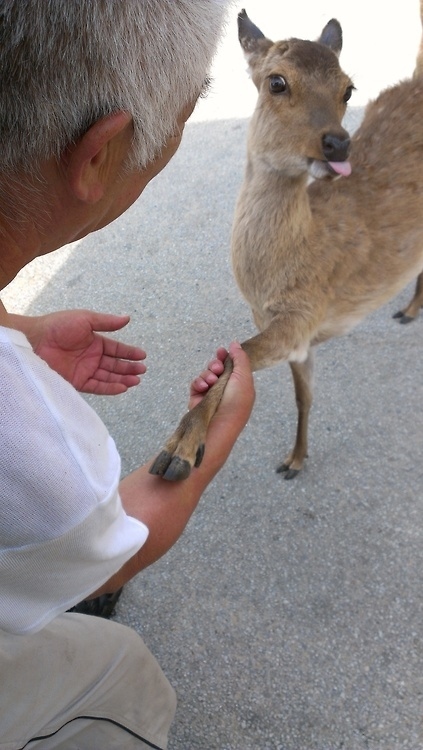 いろいろな姿を見せる動物たちの可愛い写真