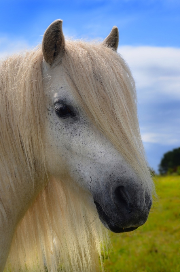 お前らよりもサラサラヘアの馬の写真