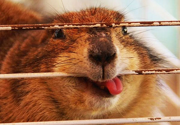 マジキチフェイスな動物たちの写真