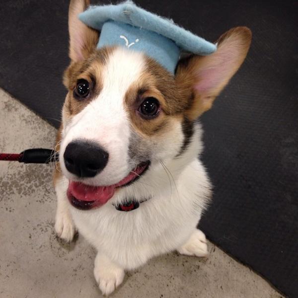 コーギー犬のやっぱり可愛い写真