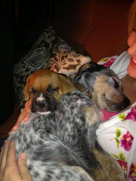 癒しの動物たちの写真