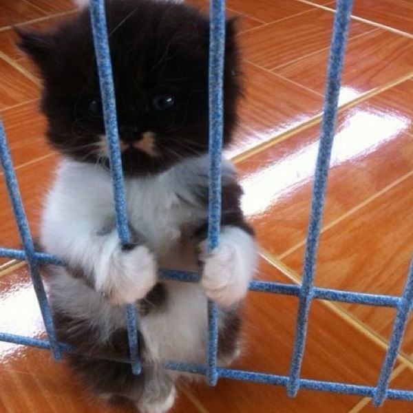 ちょっと可愛すぎる動物たちの写真