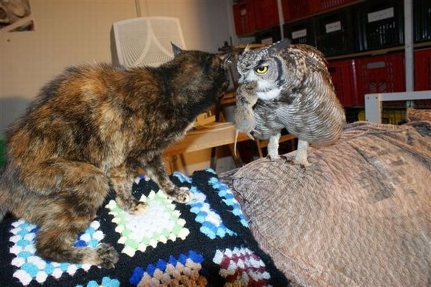 イケメンなうえ愛嬌のあるフクロウの写真