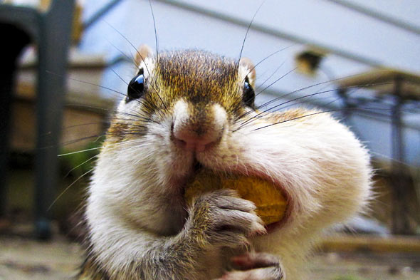 食欲のとどまるところを知らないシマリス