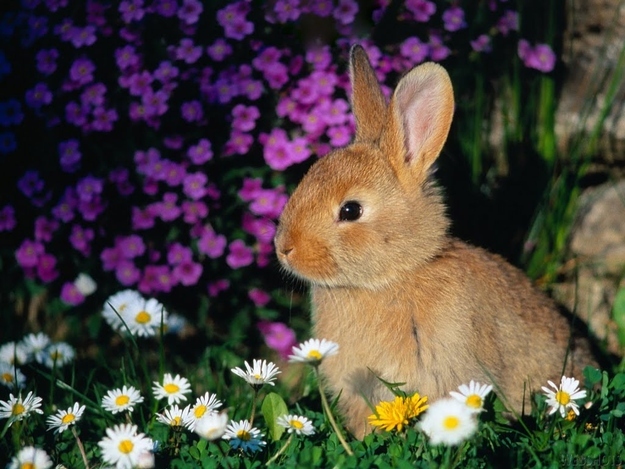 春になって動物の可愛い赤ちゃんが喜ぶ写真