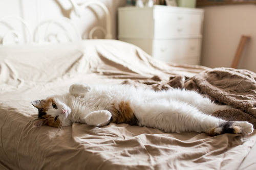 本当に可愛すぎる猫の画像