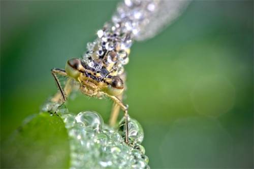 キラキラと輝くトンボの写真
