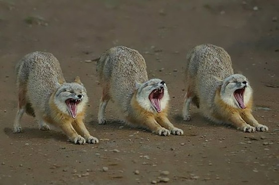 良くこんな画像を撮影したなという動物の写真