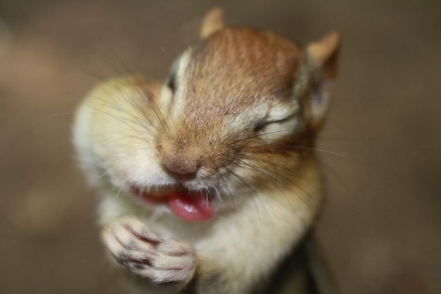 食欲のとどまるところを知らないシマリス