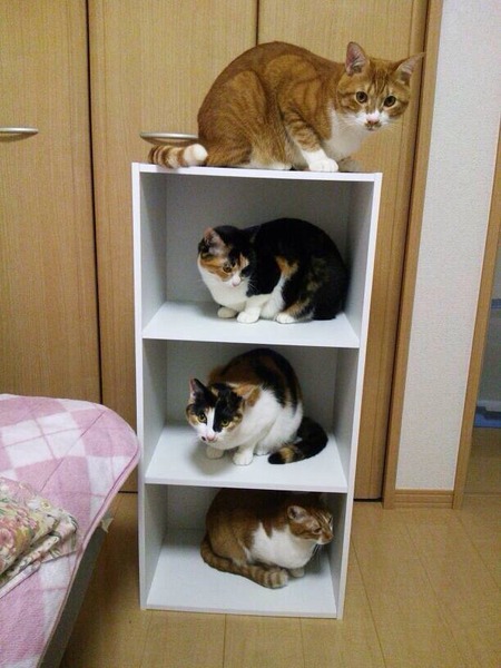 身震いするほど可愛い猫の画像