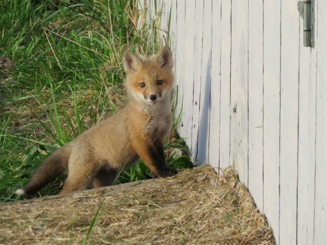 癒しの動物たちの写真