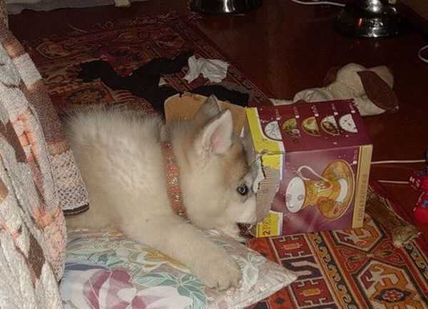 シベンリアン・ハスキー犬はイタズラがお好き♪の写真