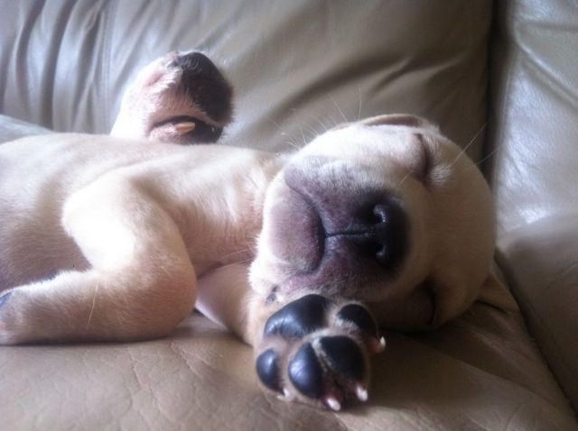 もう可愛すぎて何と言って良いのか分からない動物