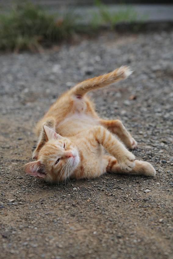可愛すぎる猫たちの写真
