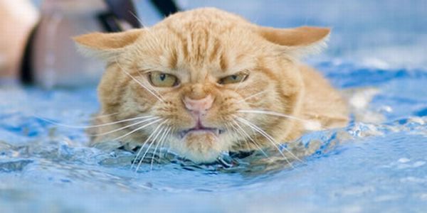 猫は水が苦手は嘘？？水泳を楽しんでいるかもしれない可愛い猫達の写真