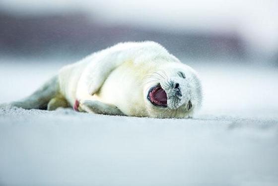 幸せそうに笑いすぎ！ニッコリ笑顔の動物たちの写真