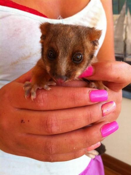 なんで動物ってこんなに可愛いんだろと思える写真