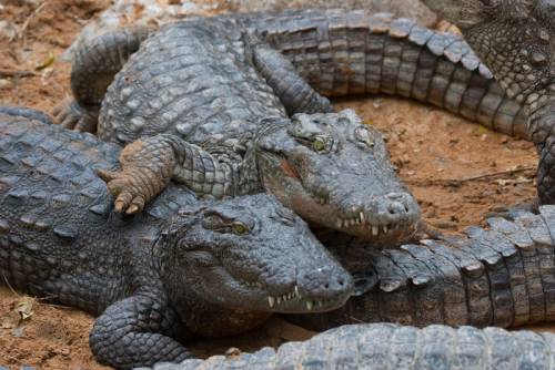 寄り添う動物たち