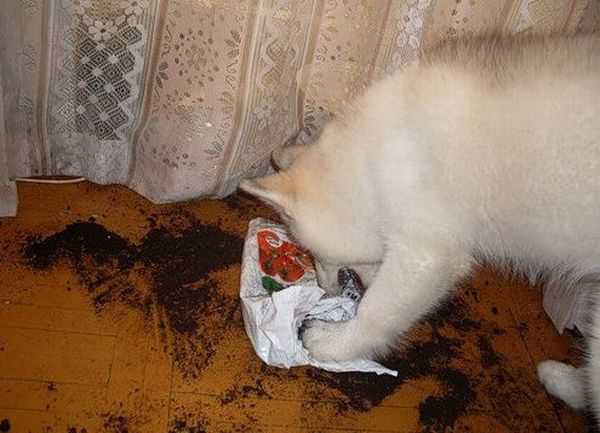 シベンリアン・ハスキー犬はイタズラがお好き♪の写真