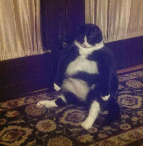 もう可愛すぎて何と言って良いのか分からない動物