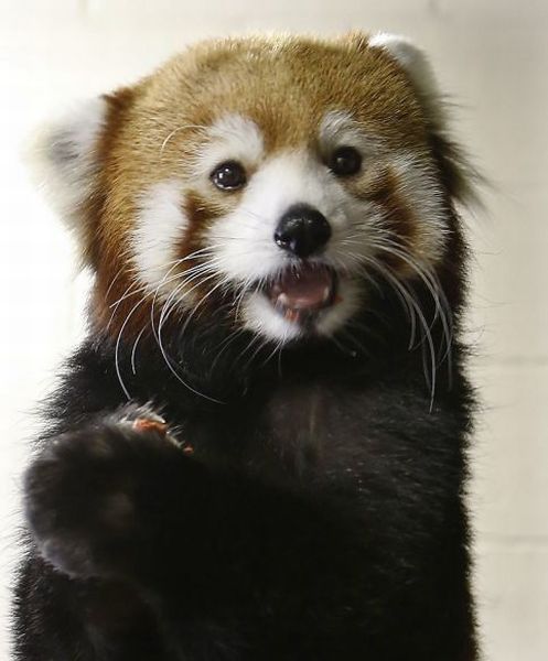 もう可愛すぎて何と言って良いのか分からない動物