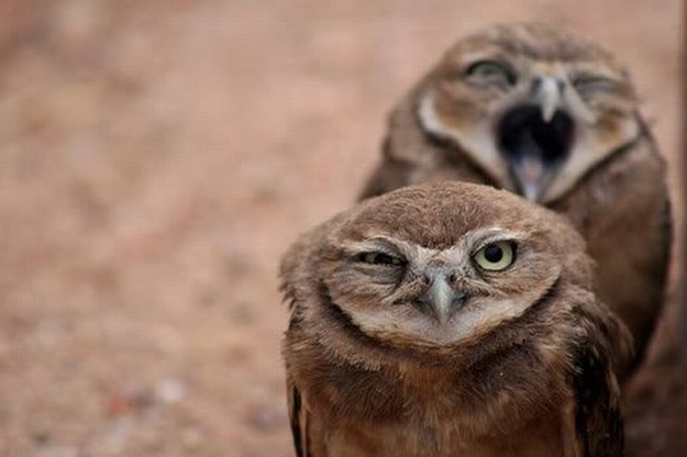 イケメンなうえ愛嬌のあるフクロウの写真