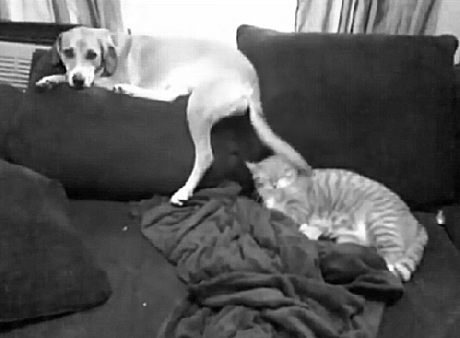 マジで可愛すぎる癒される猫の画像