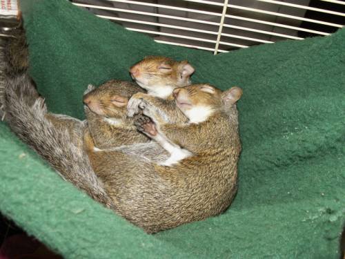 寄り添う動物たち