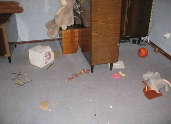 シベンリアン・ハスキー犬はイタズラがお好き♪の写真