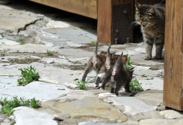 心も癒される動物の写真