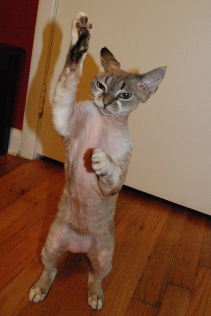 動物たちの「ハイタッチ」が可愛すぎる写真