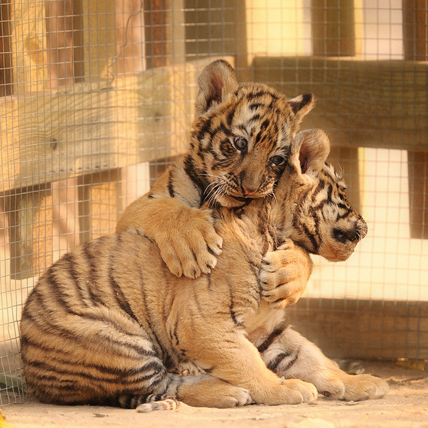 本当に仲良しの可愛い動物たちの写真