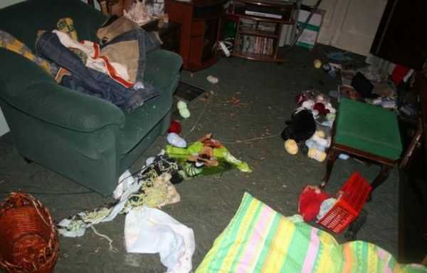 シベンリアン・ハスキー犬はイタズラがお好き♪の写真