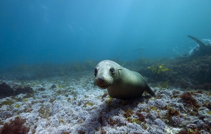 海中で泳ぐオットセイがかわいい写真