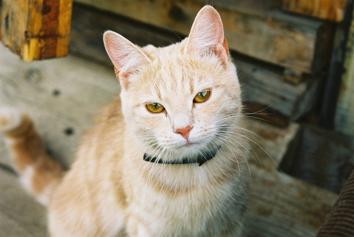 本当に可愛い猫の写真