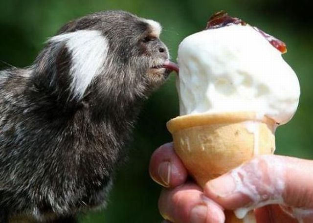 もう可愛すぎて何と言って良いのか分からない動物