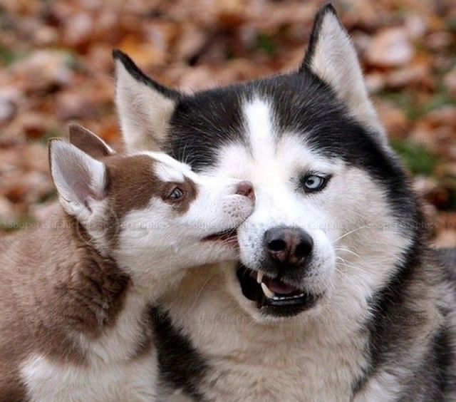 本当に可愛い表情をした動物たちの写真