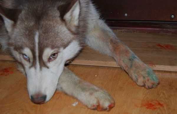 シベンリアン・ハスキー犬はイタズラがお好き♪の写真