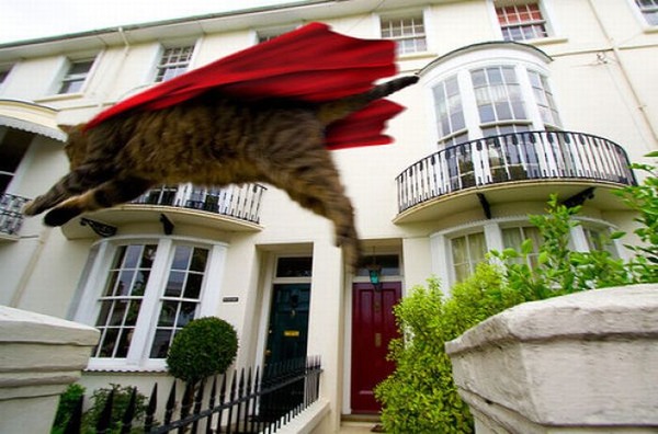 空中を飛行する猫たちの可愛い写真